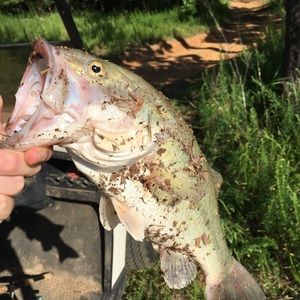 Meet your Posher, Bryant